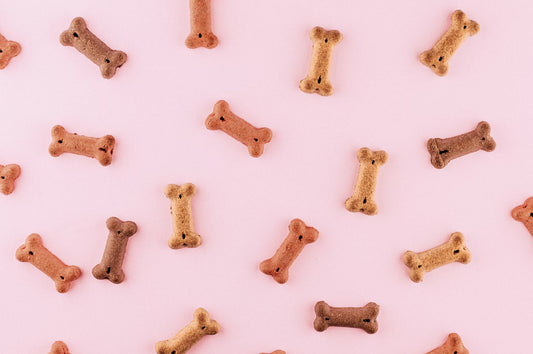 DIY Dog Delights: Pamper Your Pooch with Homemade Treats and Gifts