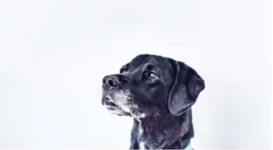 "Heroic Hearts: Tales of Canine Courage from California's Rugged Terrain