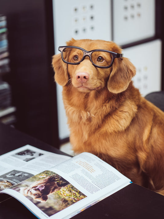 Unleashing Canine Intelligence: A Guide to Stimulating Your Dog's Instincts and Intellect