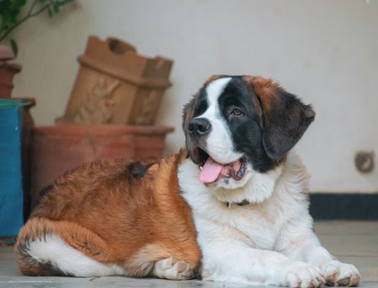 The Liechtenstein or Swiss Saint Bernard Barry Who Saved Count Felix