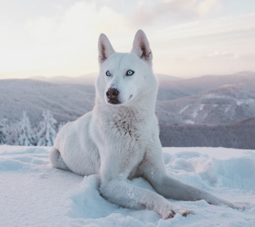 Canine Charmers: Unveiling the Beauty of Fluffy White, Tan, Black Dogs with Blue Eyes (Part 2)