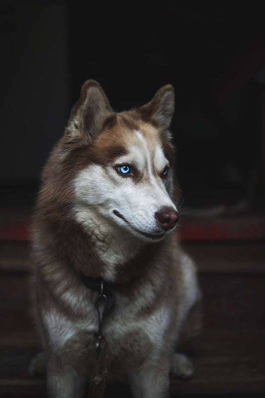Canine Charmers: Unveiling the Beauty of Fluffy White, Tan, Black Dogs with Blue Eyes