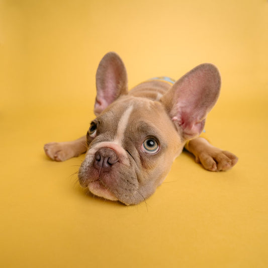 Tailored Gift Ideas for French Bulldog Dog Moms or Pet Parents