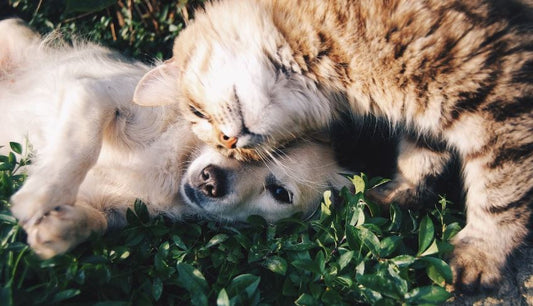 Unleashing Harmony: Fostering a Peaceful Coexistence Between Cats and Dogs